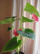 рожевий Квітка Антуріум (Anthurium) Кімнатні рослини фото