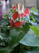 rojo Flor De Flamenco, Flor Del Corazón (Anthurium) Plantas de interior foto