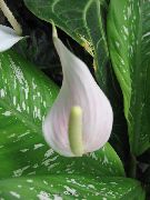 biela Plameniak Kvetina, Srdce Kvet (Anthurium) Izbové Rastliny fotografie