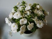 blanco Flor Mágica, Orquídea Tuerca (Achimenes) Plantas de interior foto