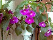 lilac Magic Flower, Nut Orchid (Achimenes) Houseplants photo