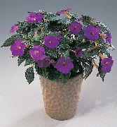 púrpura Flor Mágica, Orquídea Tuerca (Achimenes) Plantas de interior foto