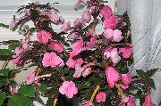 рожевий Квітка Ахіменес (Achimenes) Кімнатні рослини фото