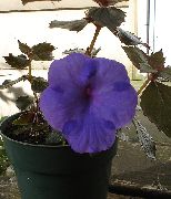 მუქი ლურჯი ყვავილების ჯადოსნური ყვავილი, თხილის ორქიდეა (Achimenes) სახლი მცენარეთა ფოტო