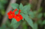 roșu Floare Magie, Nuci Orhidee (Achimenes) Oală Planta fotografie