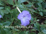 light blue Magic Flower, Nut Orchid (Achimenes) Houseplants photo