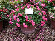 pink Flower Patience Plant, Balsam, Jewel Weed, Busy Lizzie (Impatiens)  photo