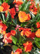 oranžs Zieds Pacietība Augs, Balzams, Dārgakmens Nezāļu, Aizņemts Lizija (Impatiens)  foto