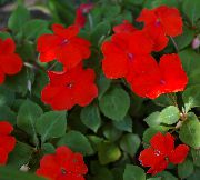 czerwony Kwiat Niecierpek (Impatiens)  Rośliny domowe zdjęcie