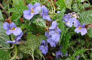 светло синьо Цвете Търпение Растение, Балсам, Бижу С Плевелите, Зает Лизи (Impatiens)  снимка