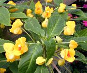 жълт Цвете Търпение Растение, Балсам, Бижу С Плевелите, Зает Лизи (Impatiens)  снимка