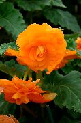 オレンジ フラワー ベゴニア (Begonia) 観葉植物 フォト