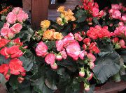 rosa Flor Begonia  Plantas de Casa foto