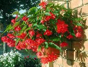 червен Цвете Бегония (Begonia) Стайни растения снимка