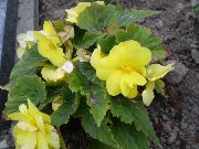 жълт Цвете Бегония (Begonia) Стайни растения снимка