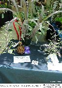 розов Цвете Billbergia  Стайни растения снимка