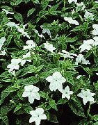 hvid Blomst Browallia  Stueplanter foto