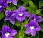 purpurowy Kwiat Brovallaiya (Browallia) Rośliny domowe zdjęcie