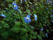 浅蓝 花 Browallia  室内植物 照片