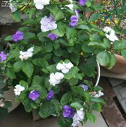 бял Цвете Brunfelsia, Вчера-Днес-Утре  Стайни растения снимка