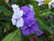 halványlila Virág Brunfelsia, Tegnap-Ma-Holnap  Szobanövények fénykép