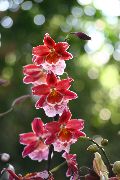 rød Blomst Vuylstekeara-Cambria  Potteplanter bilde