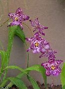 violetti Kukka Vuylstekeara-Cambria  Huonekasvit kuva