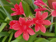 rožnat Cvet Vallota (Vallota (Cyrtanthus)) Hiša Rastline fotografija