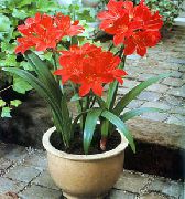 червен Цвете Vallota (Vallota (Cyrtanthus)) Стайни растения снимка