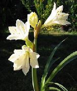 თეთრი ყვავილების Vallota (Vallota (Cyrtanthus)) სახლი მცენარეთა ფოტო