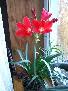 წითელი ყვავილების Vallota (Vallota (Cyrtanthus)) სახლი მცენარეთა ფოტო