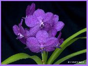 Vanda Flor lila