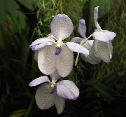 білий Квітка Ванда (Vanda) Кімнатні рослини фото