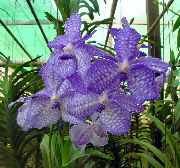 světle modrá Květina Vanda  Pokojové rostliny fotografie