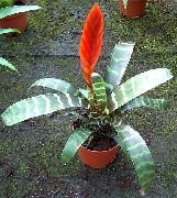 czerwony Kwiat Vrieziya (Vriesea) Rośliny domowe zdjęcie