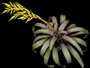 żółty Kwiat Vrieziya (Vriesea) Rośliny domowe zdjęcie