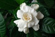 Kapjasmin Blume weiß