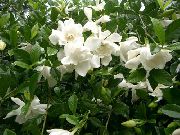 balts Zieds Cape Jasmīns (Gardenia) Telpaugi foto