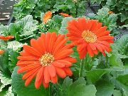 oranžový Květina Transvaal Daisy (Gerbera) Pokojové rostliny fotografie