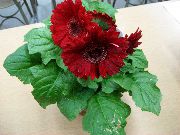 Transvaal Papatya çiçek koyu kırmızı