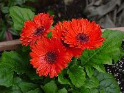 sarkans Zieds Transvaal Margrietiņa (Gerbera) Telpaugi foto