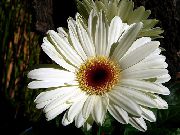 baltas žiedas Transvalio Daisy (Gerbera) Kambariniai augalai nuotrauka