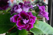 púrpura Flor Sinningia (Gloxinia)  Plantas de interior foto