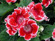 kırmızı çiçek Sinningia (Gloksinya) (Sinningia (Gloxinia)) Ev bitkileri fotoğraf