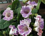 Sinningia (Gloxinia) Flower lilac