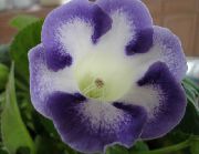 světle modrá Květina Sinningia (Gloxínie) (Sinningia (Gloxinia)) Pokojové rostliny fotografie