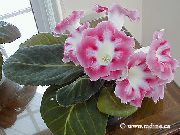 рожевий Квітка Синнінгія (Глоксинія) (Sinningia (Gloxinia)) Кімнатні рослини фото