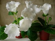 ホワイト フラワー Sinningia（グロキシニア） (Sinningia (Gloxinia)) 観葉植物 フォト