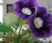 tmavomodrá Kvetina Sinningia (Gloxínia) (Sinningia (Gloxinia)) Izbové Rastliny fotografie