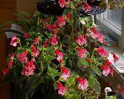 红 花 树大岩桐 (Kohleria) 室内植物 照片